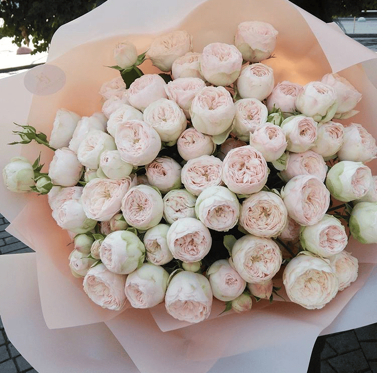 Mansfield Park » Vip Roses