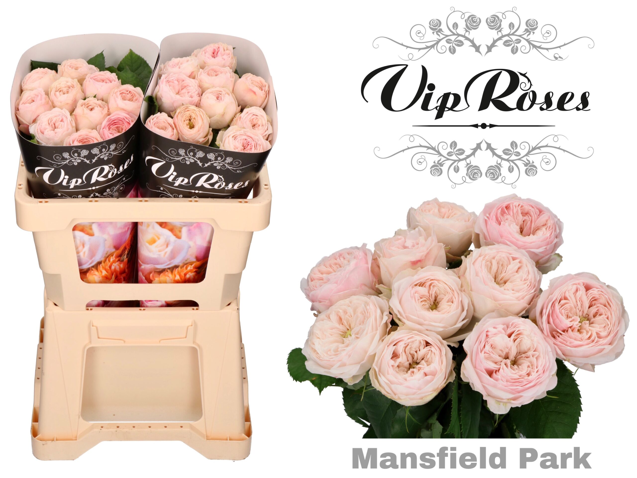 Mansfield Park - VIP roses