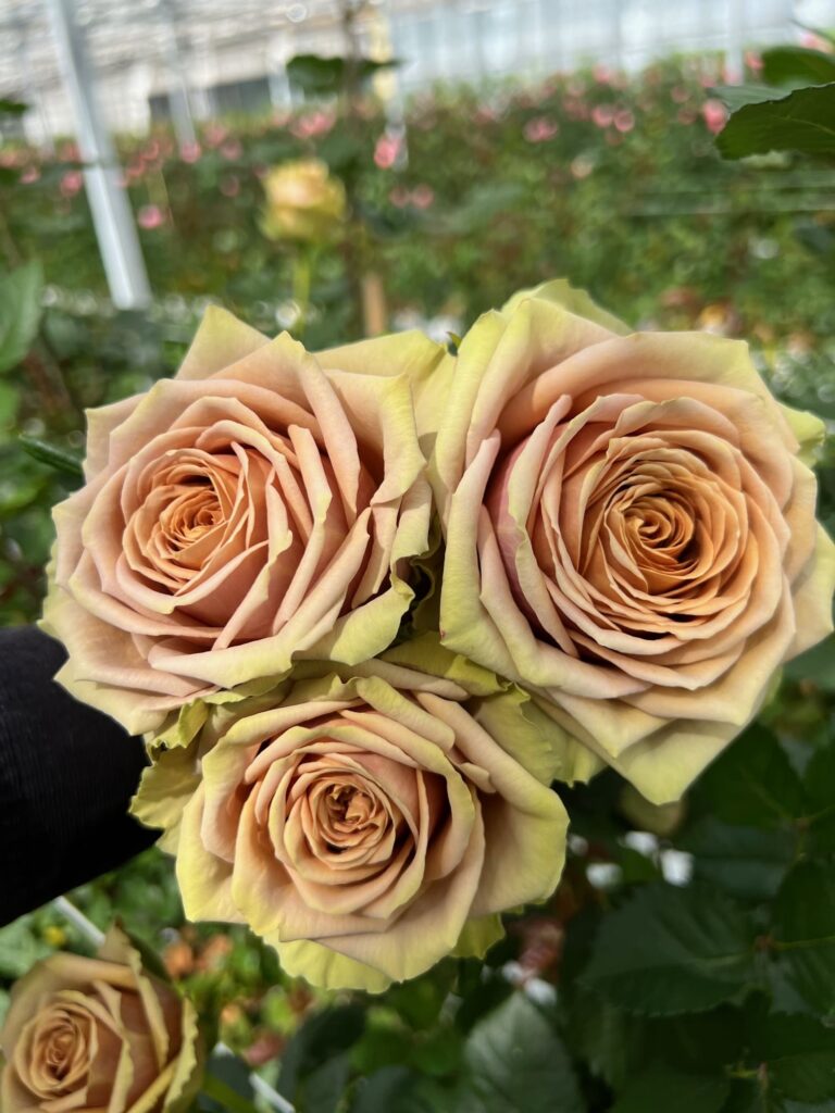Vip Roses Apple Bandit Teddy's - VIP roses