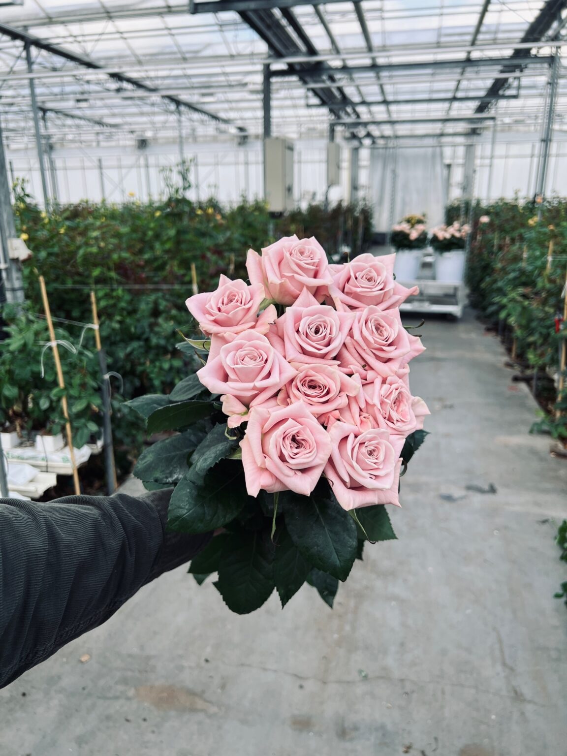 Roses - VIP roses