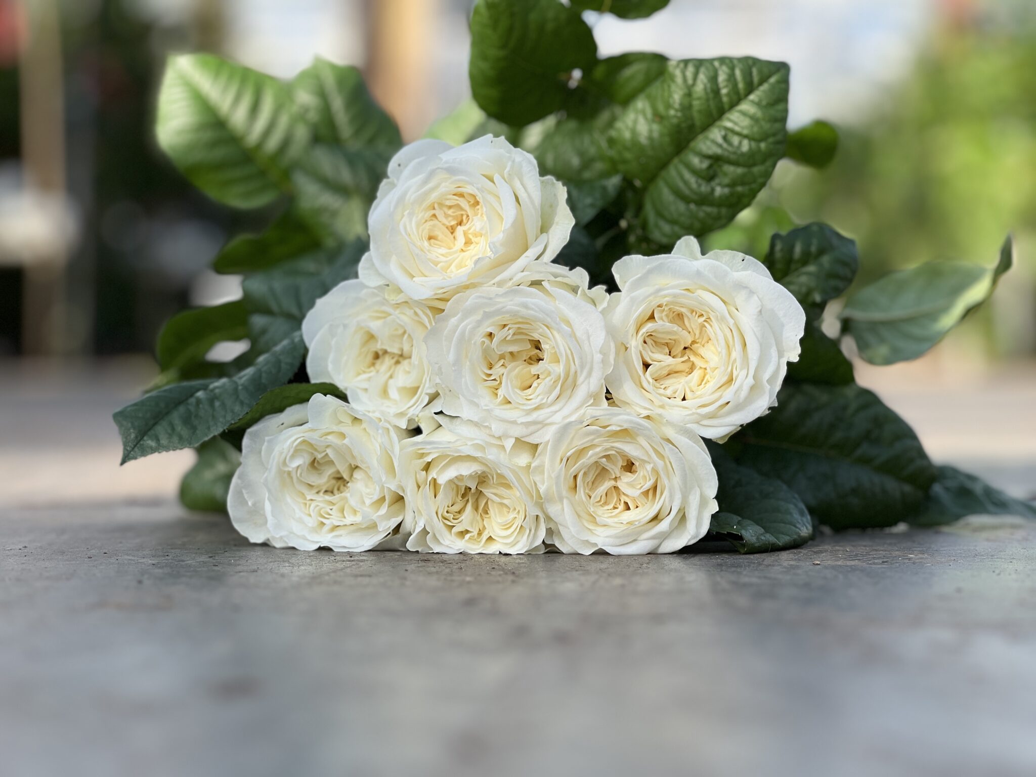 Roses - VIP roses