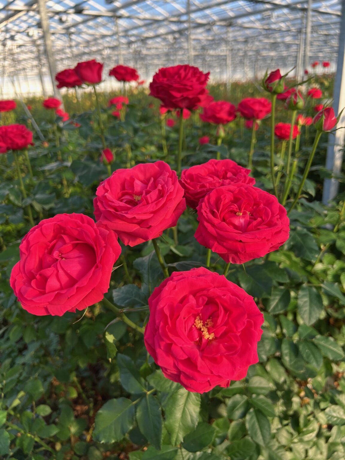 Vip Roses Apple Bandit Roses - VIP roses