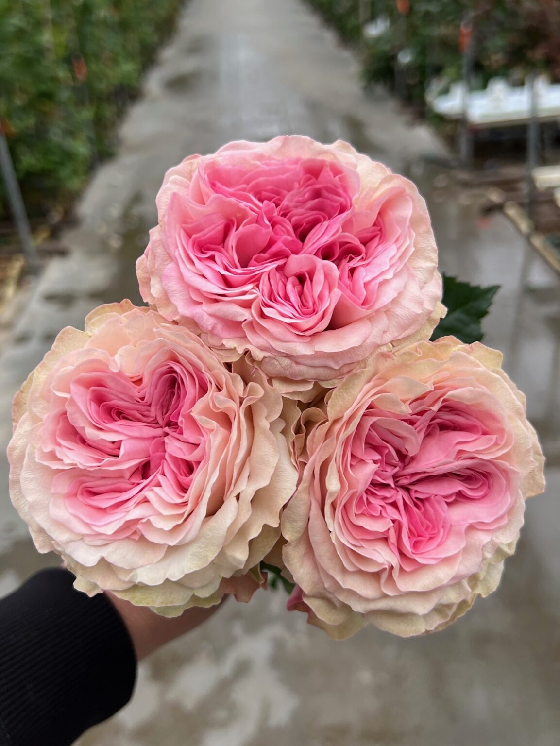 Roses - VIP roses