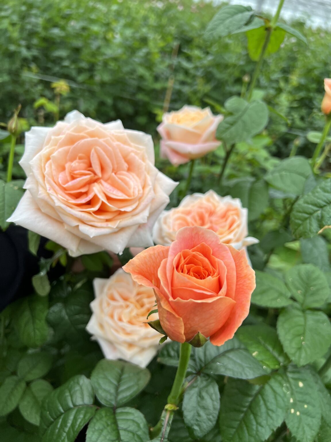 Roses - VIP roses