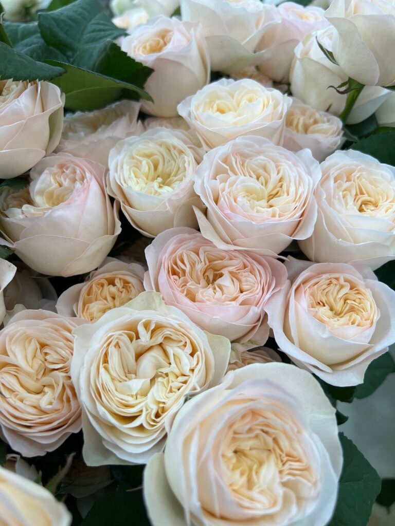Roses - VIP roses
