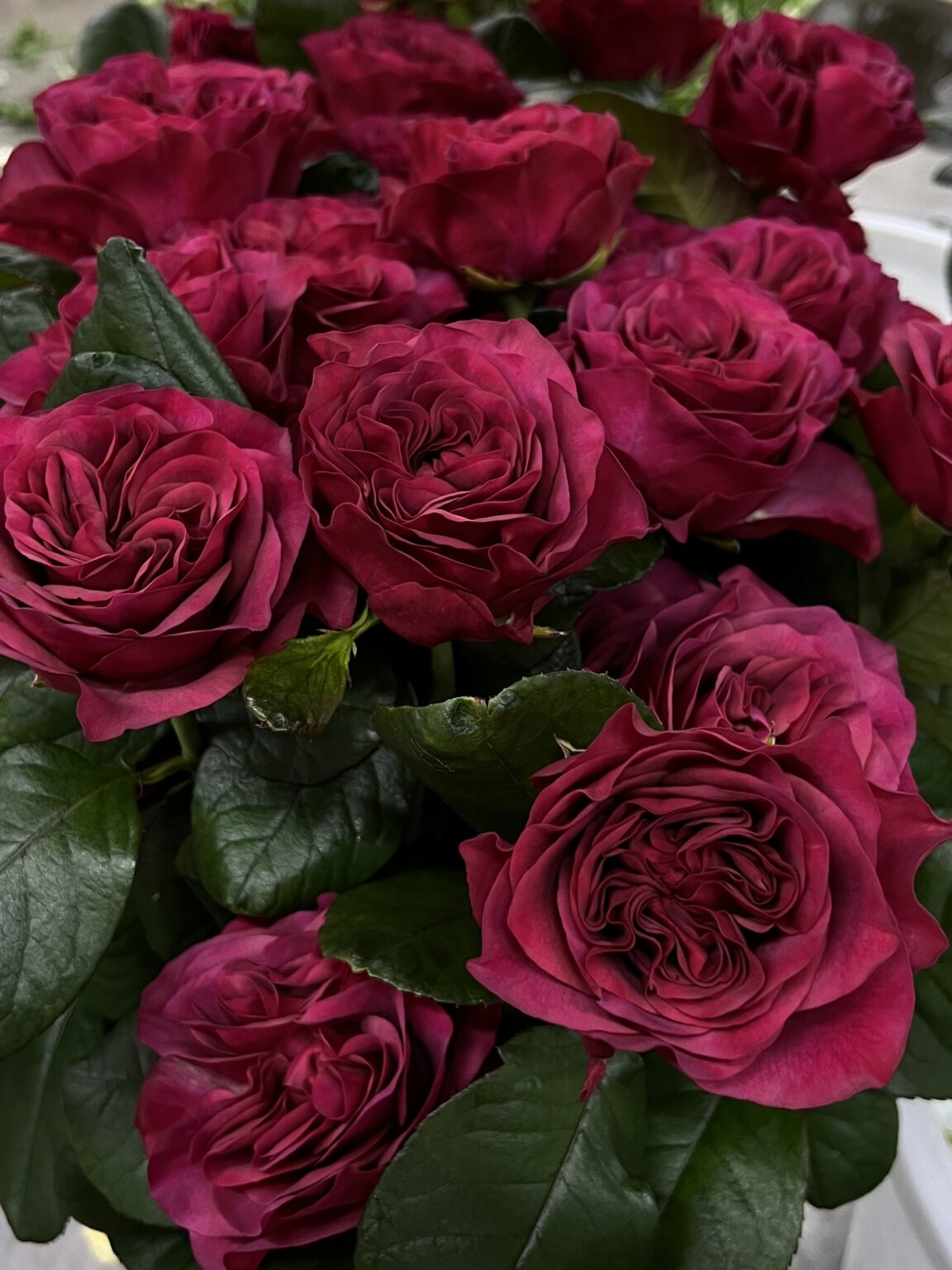 Roses - VIP roses