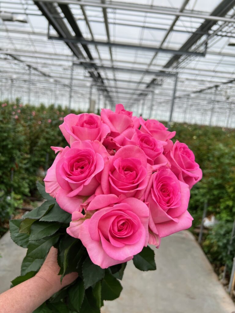 Roses - VIP roses