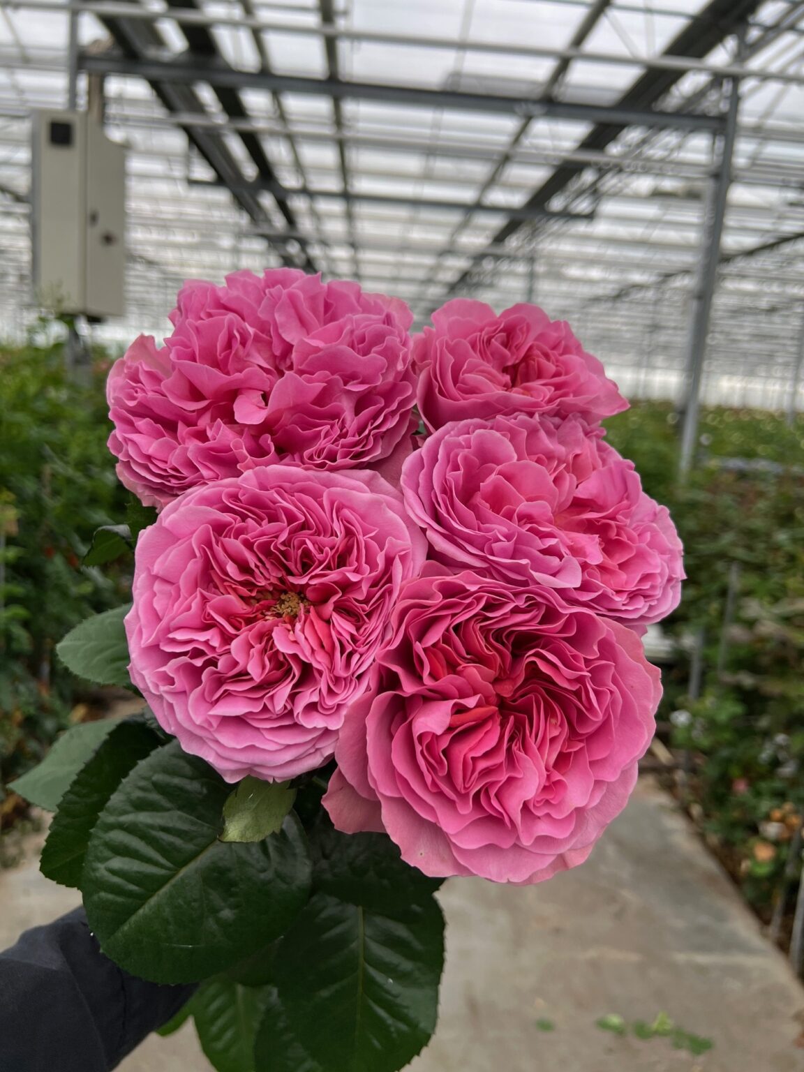 Roses - VIP roses