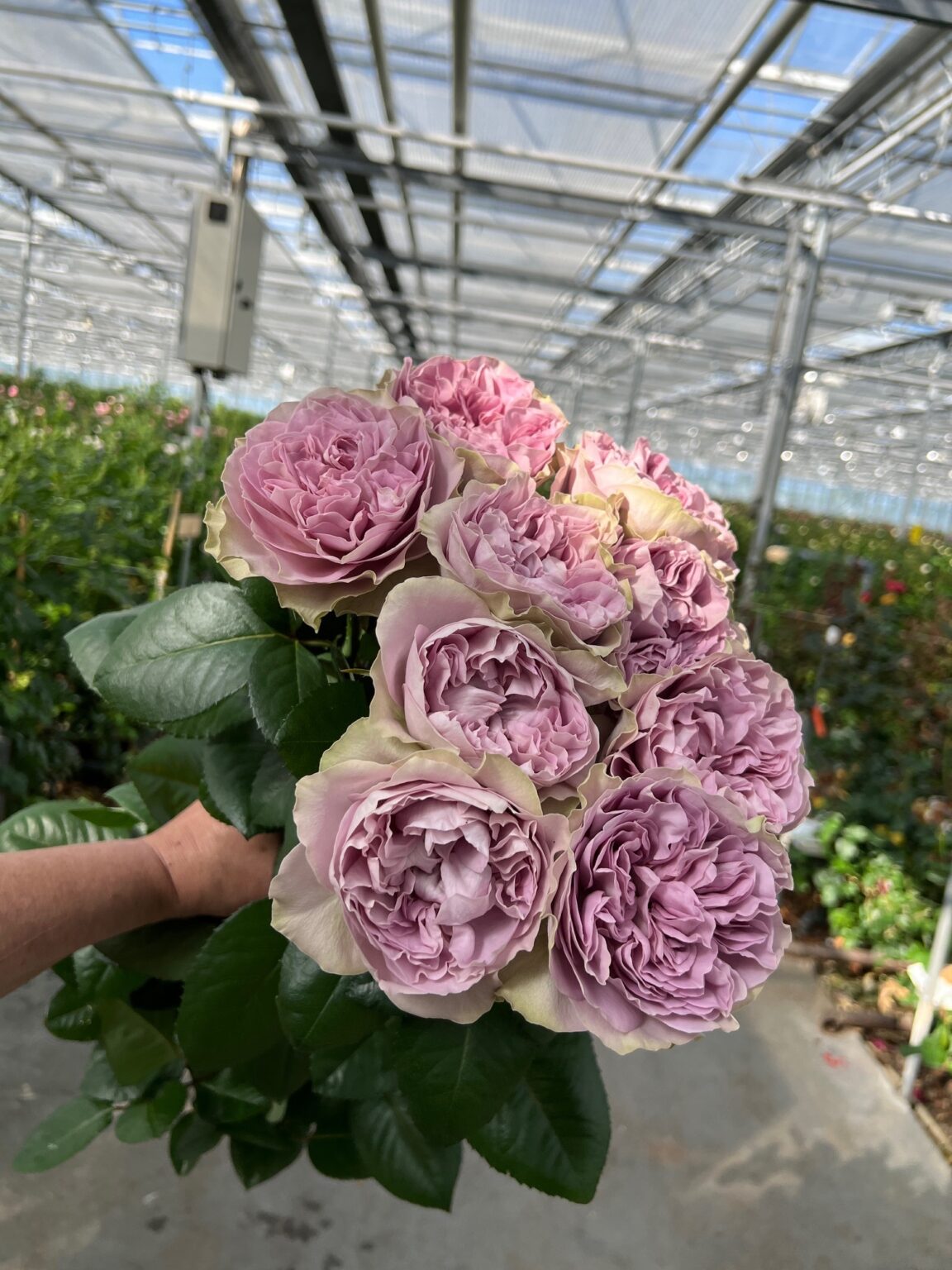 Roses - VIP roses