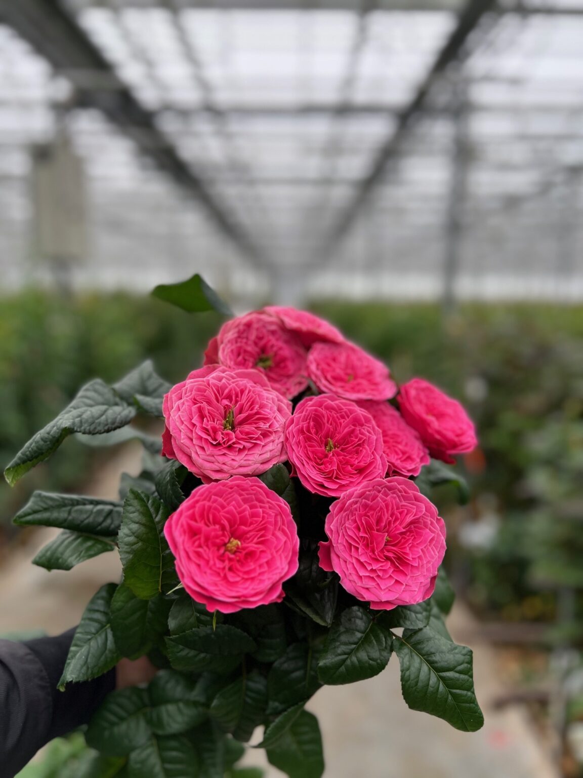 Roses - VIP roses