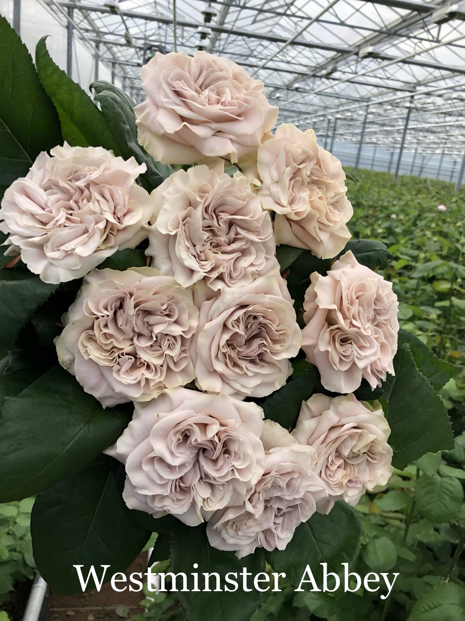 Westminster Abbey » Vip Roses