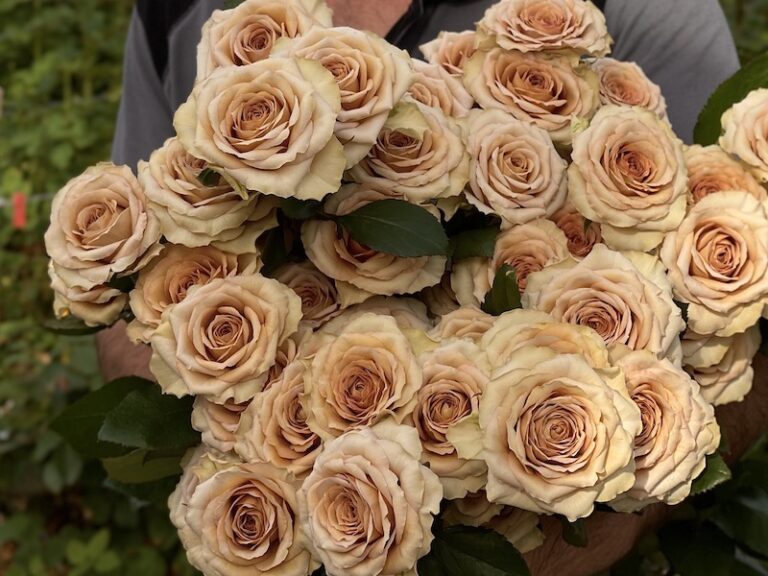 Roses » Vip Roses