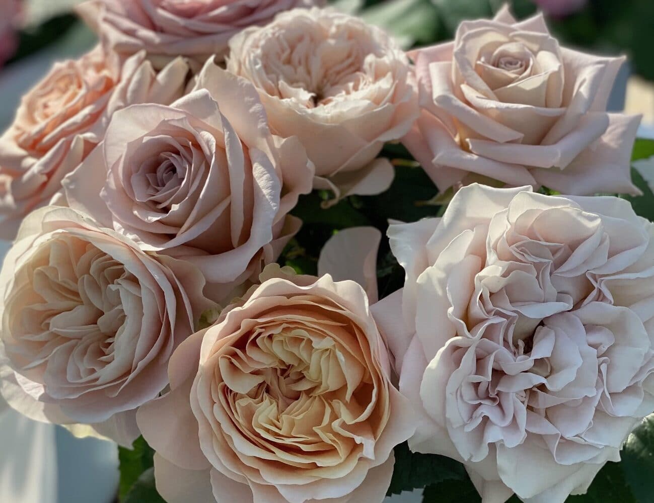 About us » Vip Roses