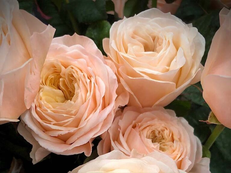 Roses » Vip Roses
