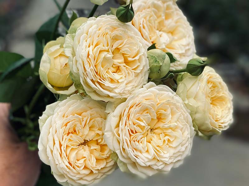 Roses - VIP roses
