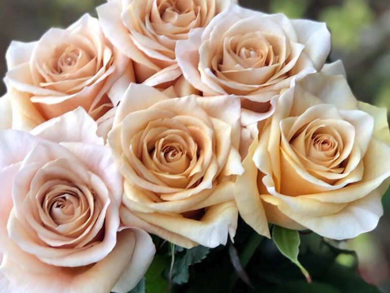 Roses » Vip Roses