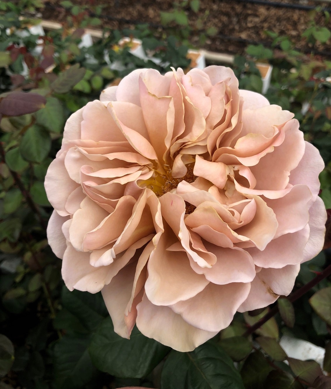 Café Latte » Vip Roses