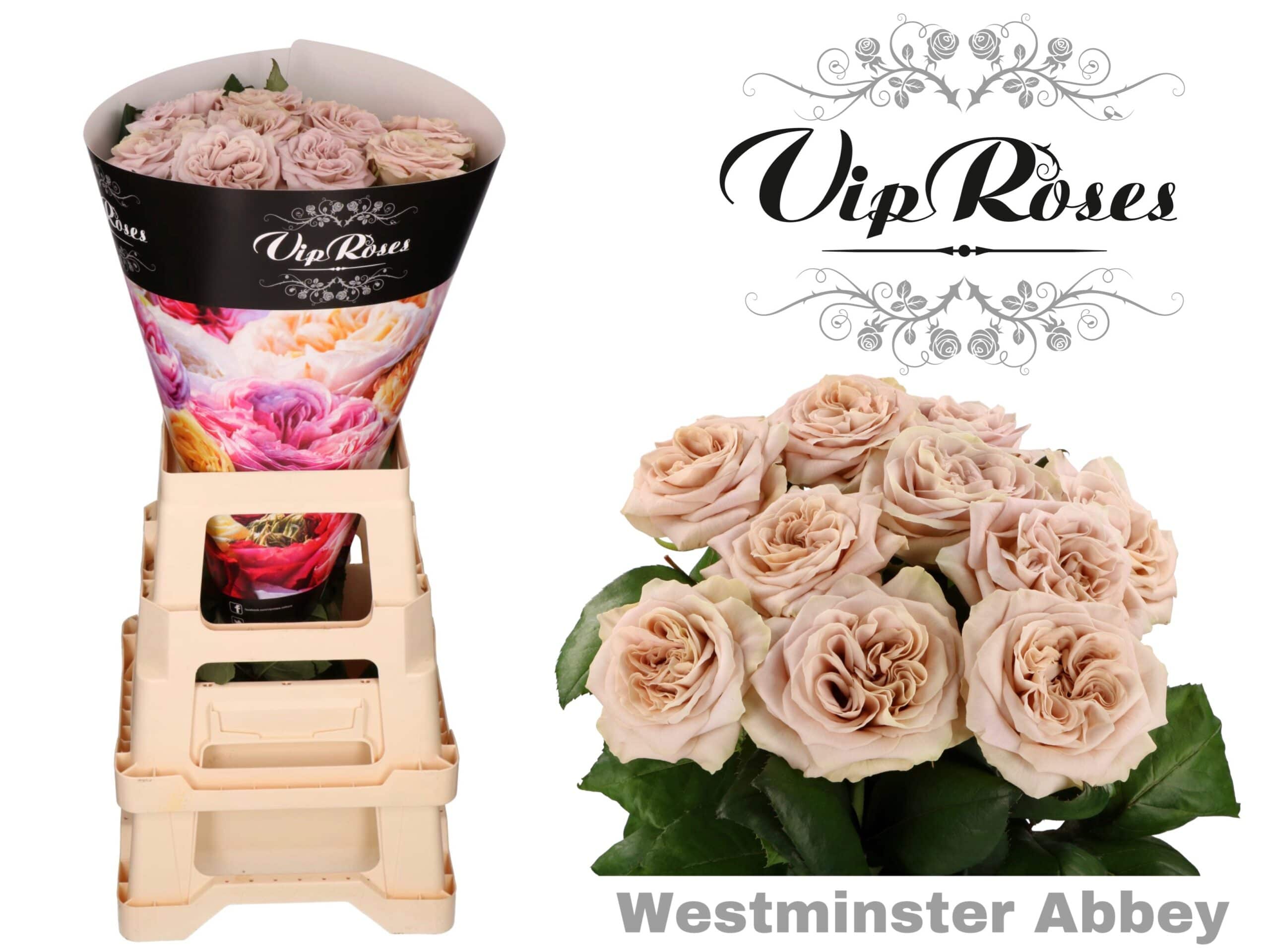 Westminster Abbey » Vip Roses