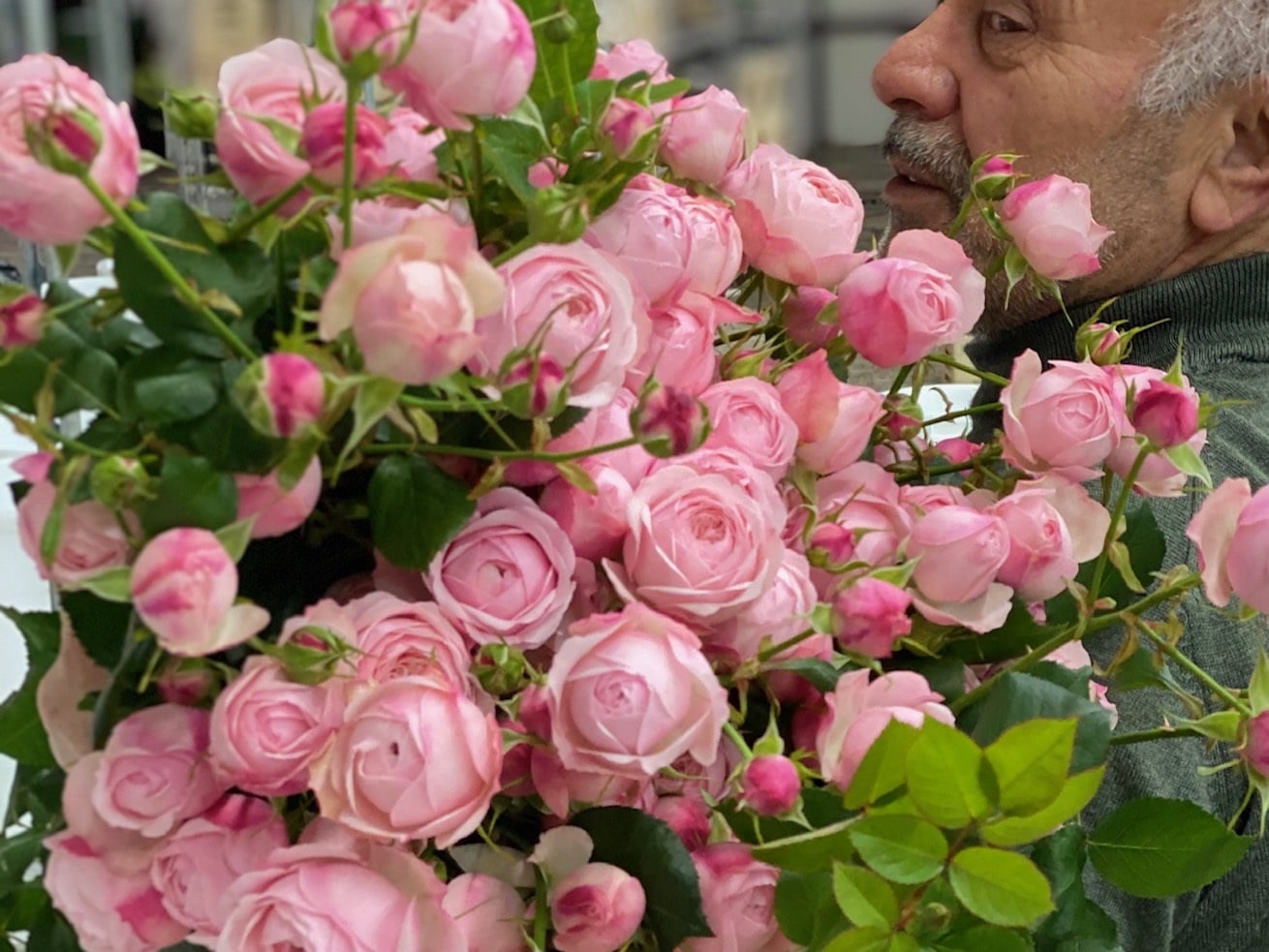 Mansfield Pink Park » Vip Roses