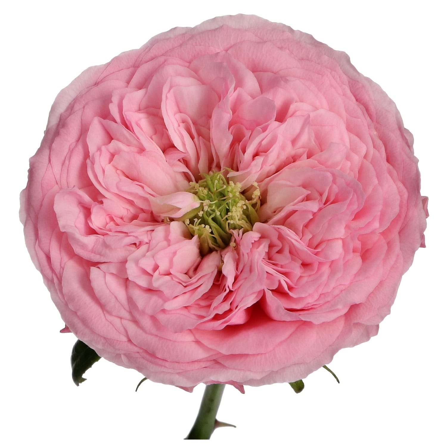 Mansfield Pink Park » Vip Roses