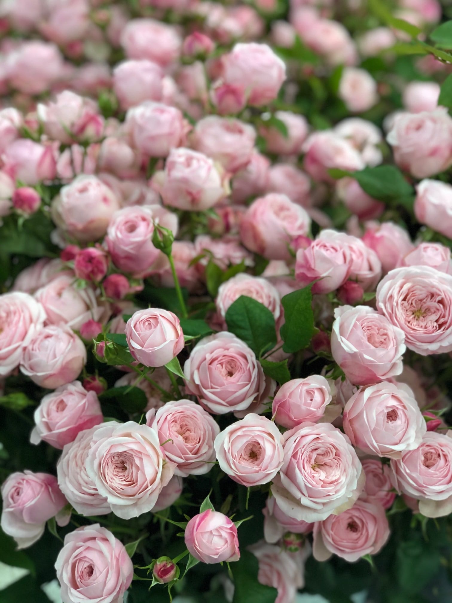 Mansfield Pink Park » Vip Roses
